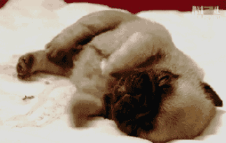 6d4792303463b87d2d75bab250324b2b.gif